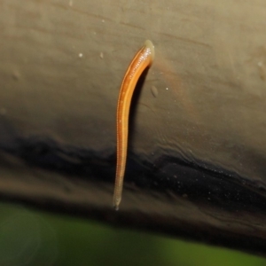 Hirudinidae sp. (family) at Acton, ACT - 3 May 2019