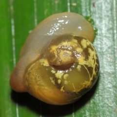 Mysticarion porrectus (Golden Semi-slug) at ANBG - 23 Feb 2019 by TimL