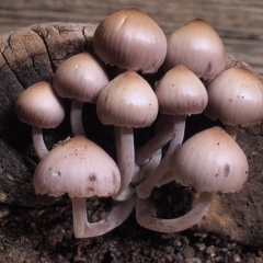 Mycena 'clarkeana group' at Macquarie, ACT - 5 Jun 2019 by Heino1