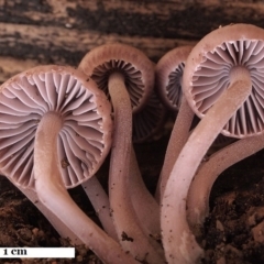 Mycena 'clarkeana group' at Macquarie, ACT - 5 Jun 2019 12:00 AM