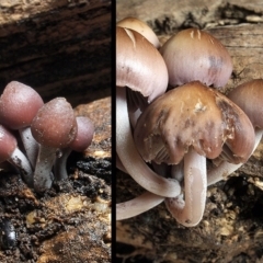 Mycena 'clarkeana group' at Macquarie, ACT - 5 Jun 2019