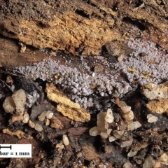 Mycena 'clarkeana group' at Macquarie, ACT - 5 Jun 2019