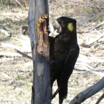 Zanda funerea (Yellow-tailed Black-Cockatoo) at Tuggeranong Hill - 7 Jun 2019 by owenh