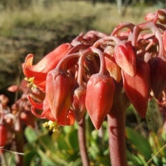 Cotyledon orbiculata (Cotyledon) at Isaacs Ridge and Nearby - 7 Jun 2019 by Mike