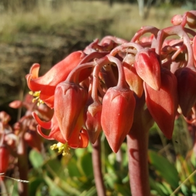 Cotyledon orbiculata (Cotyledon) at Isaacs Ridge and Nearby - 7 Jun 2019 by Mike
