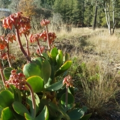 Cotyledon orbiculata at Isaacs, ACT - 7 Jun 2019