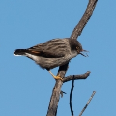 Daphoenositta chrysoptera (Varied Sittella) at Mount Majura - 7 Jun 2019 by rawshorty