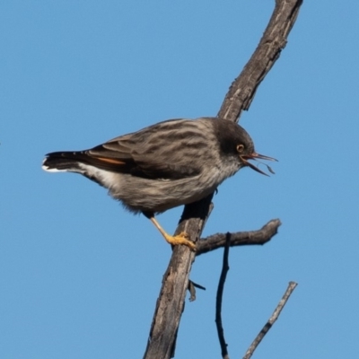 Daphoenositta chrysoptera (Varied Sittella) at Mount Majura - 7 Jun 2019 by rawshorty