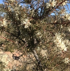 Hakea decurrens subsp. decurrens (Bushy Needlewood) at Lower Cotter Catchment - 7 Jun 2019 by Simmo