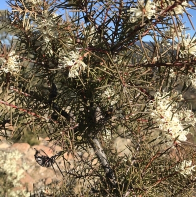 Hakea decurrens subsp. decurrens (Bushy Needlewood) at Lower Cotter Catchment - 7 Jun 2019 by Simmo