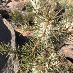 Hakea decurrens subsp. decurrens at Coree, ACT - 7 Jun 2019 11:19 AM