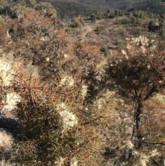 Hakea decurrens subsp. decurrens at Coree, ACT - 7 Jun 2019 11:19 AM