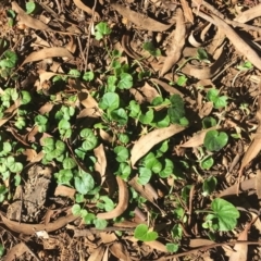 Dichondra repens (Kidney Weed) at Hughes, ACT - 7 Jun 2019 by ruthkerruish