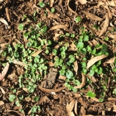 Dichondra repens at Hughes, ACT - 7 Jun 2019