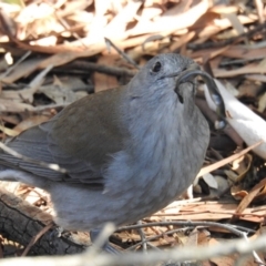 Colluricincla harmonica (Grey Shrikethrush) at ANBG - 7 Jun 2019 by HelenCross