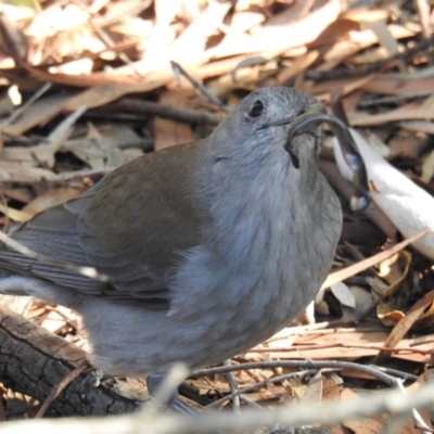 Colluricincla harmonica (Grey Shrikethrush) at Acton, ACT - 7 Jun 2019 by HelenCross