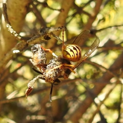 Vespula germanica (German Yellowjacket Wasp (also known as European Wasp)) at Acton, ACT - 7 Jun 2019 by HelenCross