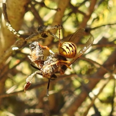 Vespula germanica (European wasp) at ANBG - 7 Jun 2019 by HelenCross