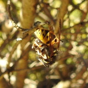 Vespula germanica at Acton, ACT - 7 Jun 2019