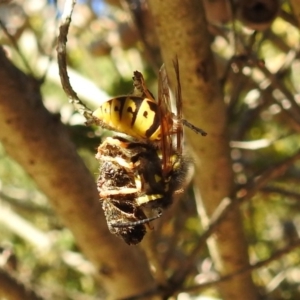 Vespula germanica at Acton, ACT - 7 Jun 2019