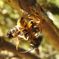 Vespula germanica at Acton, ACT - 7 Jun 2019 01:27 PM