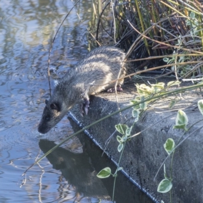 Hydromys chrysogaster (Rakali or Water Rat) at Belconnen, ACT - 6 Jun 2019 by AlisonMilton