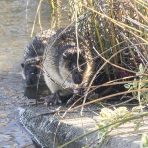 Hydromys chrysogaster at Belconnen, ACT - 6 Jun 2019