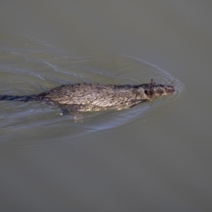 Hydromys chrysogaster at Belconnen, ACT - 6 Jun 2019