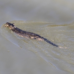 Hydromys chrysogaster at Belconnen, ACT - 6 Jun 2019 02:19 PM