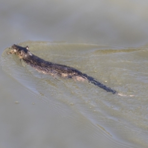 Hydromys chrysogaster at Belconnen, ACT - 6 Jun 2019