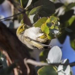 Ptilotula penicillata (White-plumed Honeyeater) at Lake Ginninderra - 6 Jun 2019 by Alison Milton