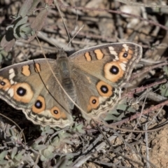 Junonia villida (Meadow Argus) at Lake Ginninderra - 6 Jun 2019 by AlisonMilton