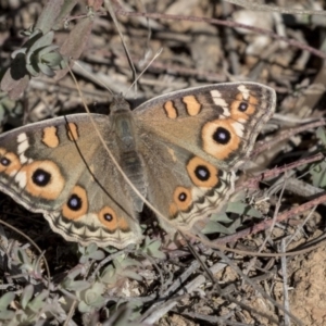 Junonia villida at Belconnen, ACT - 6 Jun 2019 11:52 AM