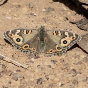 Junonia villida at Belconnen, ACT - 6 Jun 2019 11:52 AM