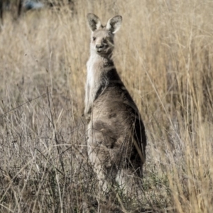 Macropus giganteus at Belconnen, ACT - 6 Jun 2019