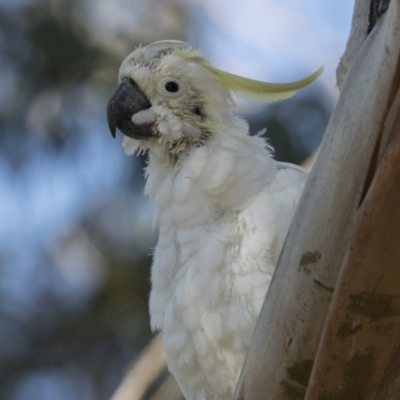 Cacatua galerita (Sulphur-crested Cockatoo) at Belconnen, ACT - 6 Jun 2019 by AlisonMilton