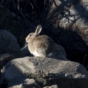 Oryctolagus cuniculus at Evatt, ACT - 6 Jun 2019 01:24 PM