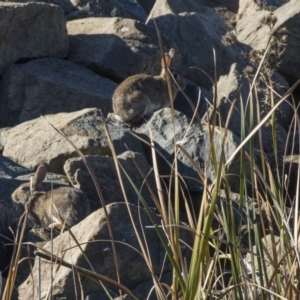 Oryctolagus cuniculus at Evatt, ACT - 6 Jun 2019 01:24 PM