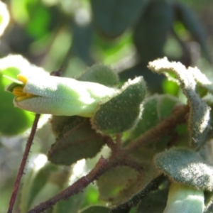 Correa reflexa var. reflexa at Coree, ACT - 14 May 2019