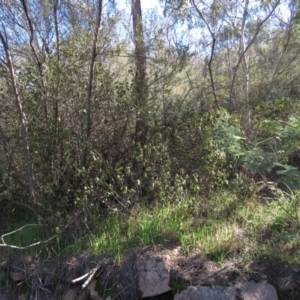 Correa reflexa var. reflexa at Coree, ACT - 14 May 2019