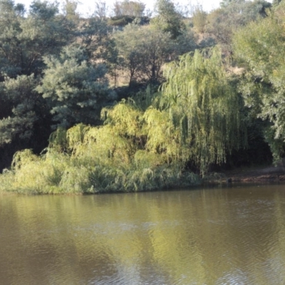 Salix babylonica (Weeping Willow) at Point Hut to Tharwa - 27 Mar 2019 by michaelb