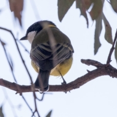 Pachycephala pectoralis (Golden Whistler) at Belconnen, ACT - 6 Jun 2019 by Alison Milton