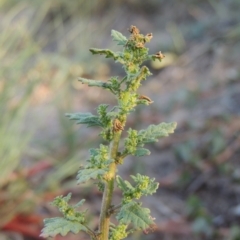 Dysphania pumilio (Small Crumbweed) at Tuggeranong DC, ACT - 27 Mar 2019 by MichaelBedingfield