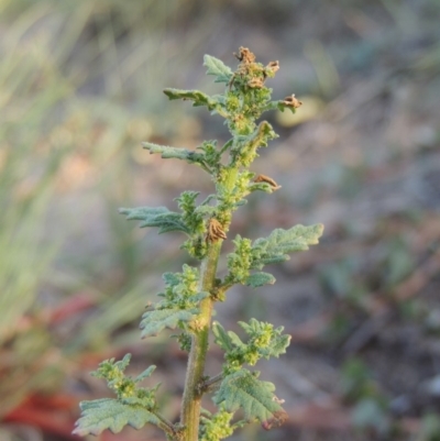 Dysphania pumilio (Small Crumbweed) at Point Hut to Tharwa - 27 Mar 2019 by michaelb