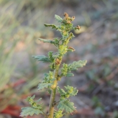 Dysphania pumilio (Small Crumbweed) at Tuggeranong DC, ACT - 27 Mar 2019 by michaelb