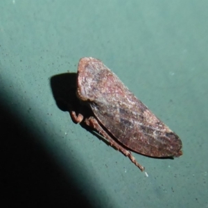 Smicrocotis obscura at Flynn, ACT - 7 Jun 2019