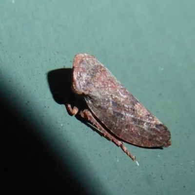 Smicrocotis obscura (Leafhopper) at Flynn, ACT - 6 Jun 2019 by Christine