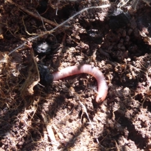 Oligochaeta (class) at Molonglo River Reserve - 31 May 2019 12:25 PM