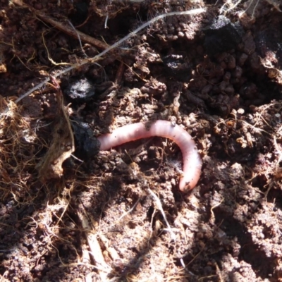Oligochaeta (class) (Unidentified earthworm) at Denman Prospect, ACT - 31 May 2019 by Christine