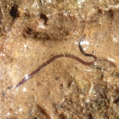Oligochaeta (class) (Unidentified earthworm) at Watson Woodlands - 17 May 2019 by Christine